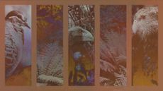 Photo composite illustration of a bronzewing, takahe and kakapo alongside forest ferns