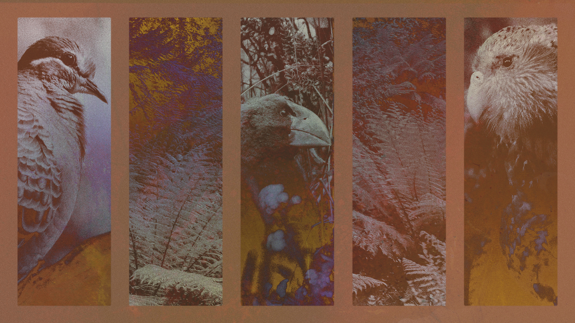 Photo composite illustration of a bronzewing, takahe and kakapo alongside forest ferns
