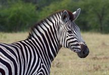 Zebra2-HR.jpg