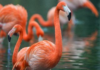 Flamingo The Secret Life of the Zoo