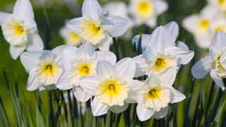 White flowers of Large Cupped Daffodil, White Narcissus 'Ice Follies'