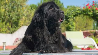 Obedient large dog breed