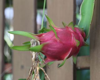 dragon fruit growing against a fence