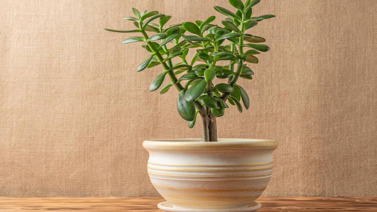How to Transition Your Jade Plant Outdoors in Summer (Without Sunburn) – Plus 4 Other Essential July Tips