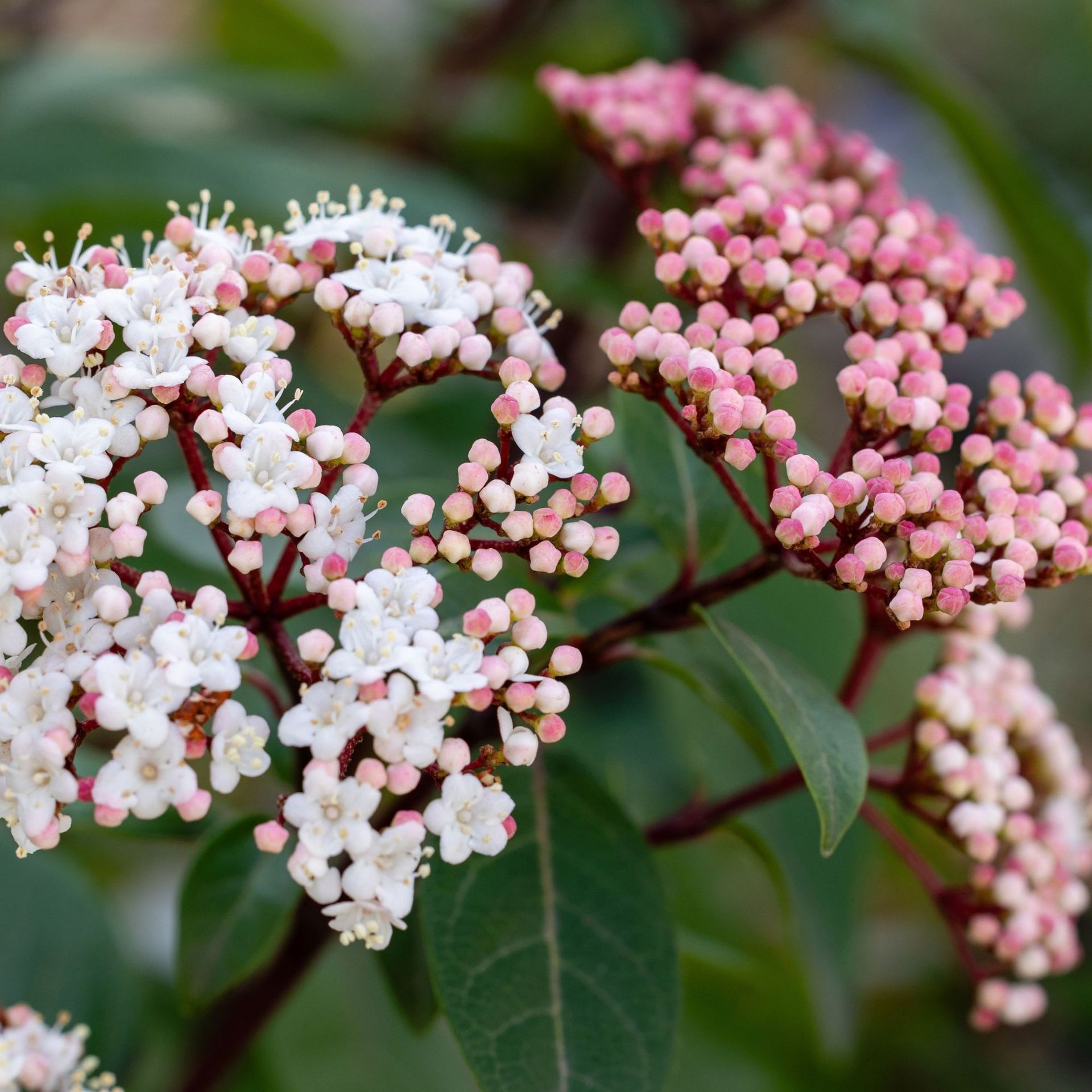 viburnum plant