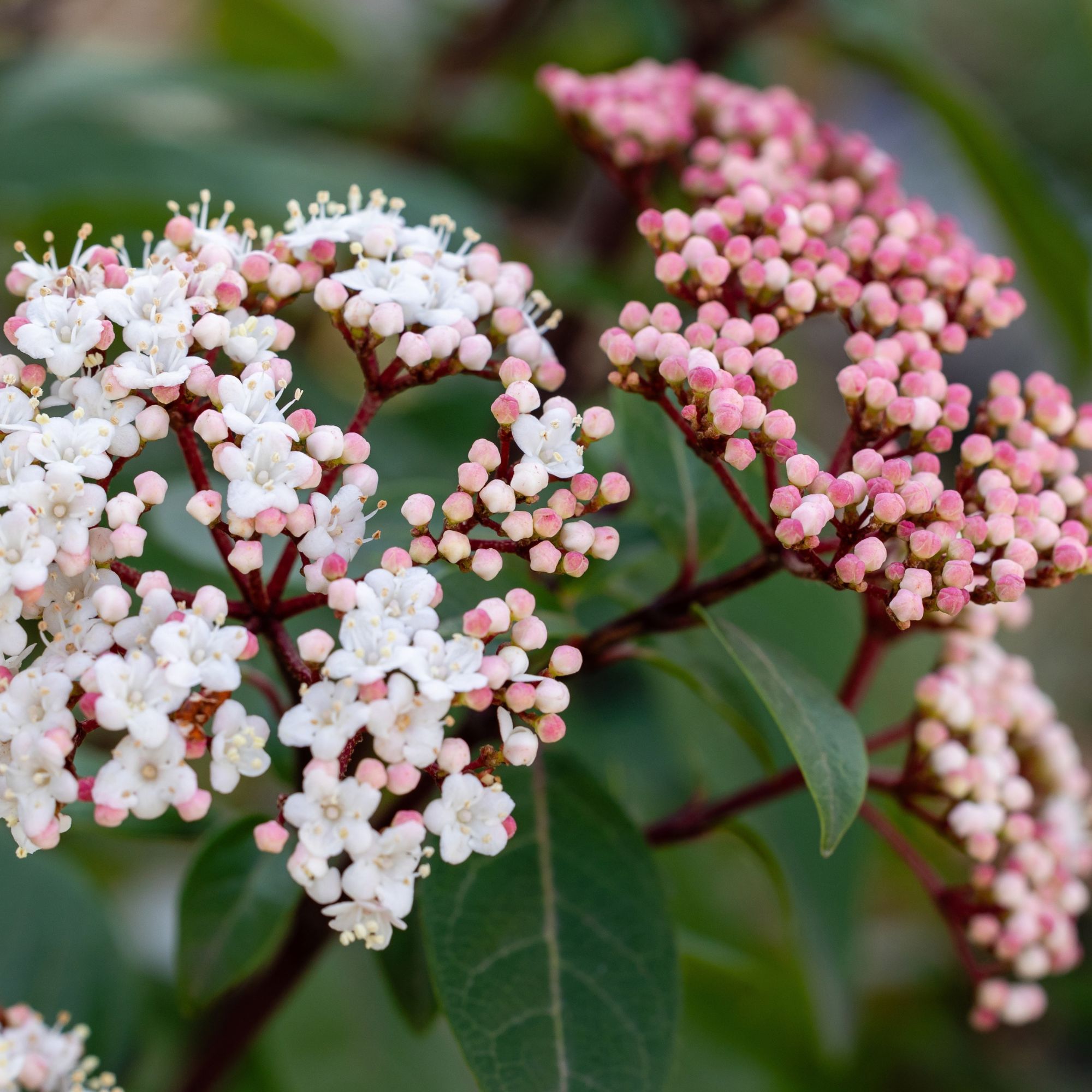 viburnum plant