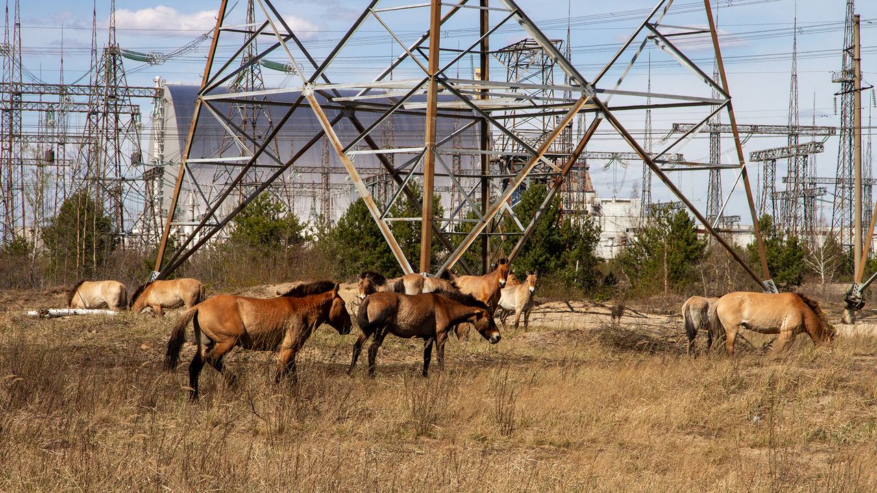 A series of brown and tan horses stand near power lines.