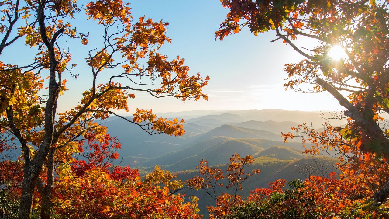 Autumn tree 