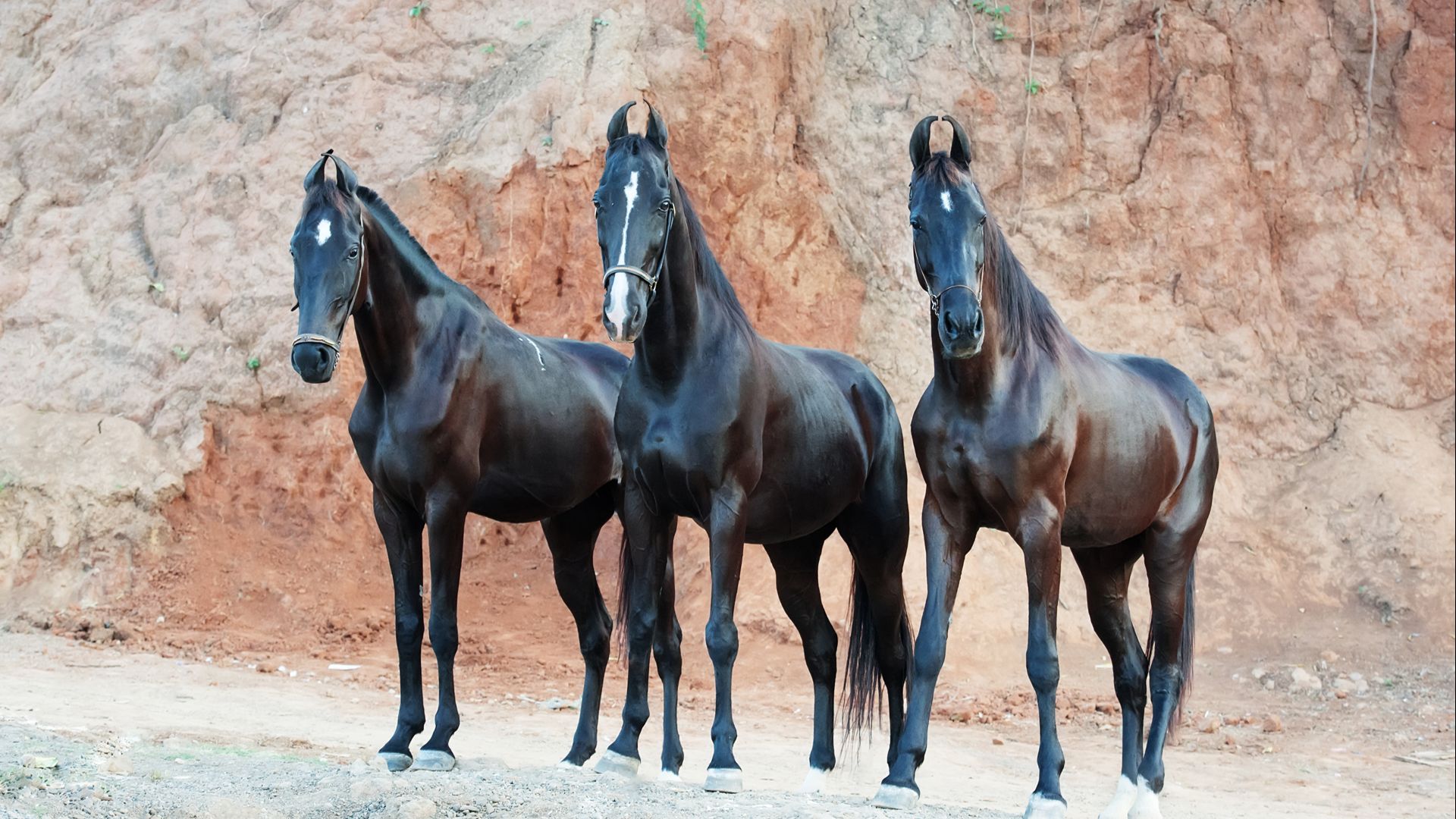 three black marwari horses