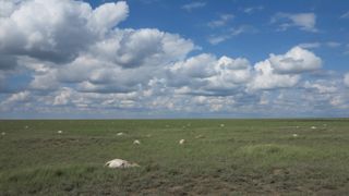 In May 2015, there was a mass die-off of saiga antelope Torgai Betpak Dala, Kazakhstan.