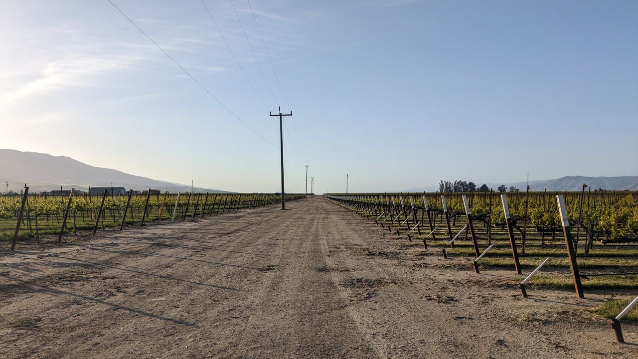 gravel road through a vineyard