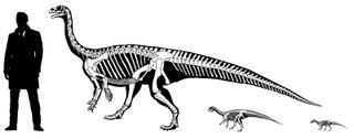 Notice how the dinosaur's (Mussaurus patagonicus) center of mass changes as it grows older.