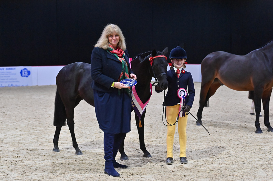 1 In Hand Pony Rhos Elodie