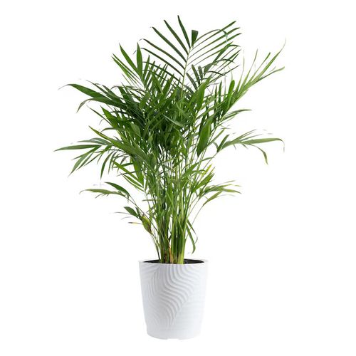 Cat Palm