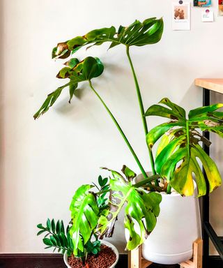 A green monstera plant in a white plant pot with a white wall behind it