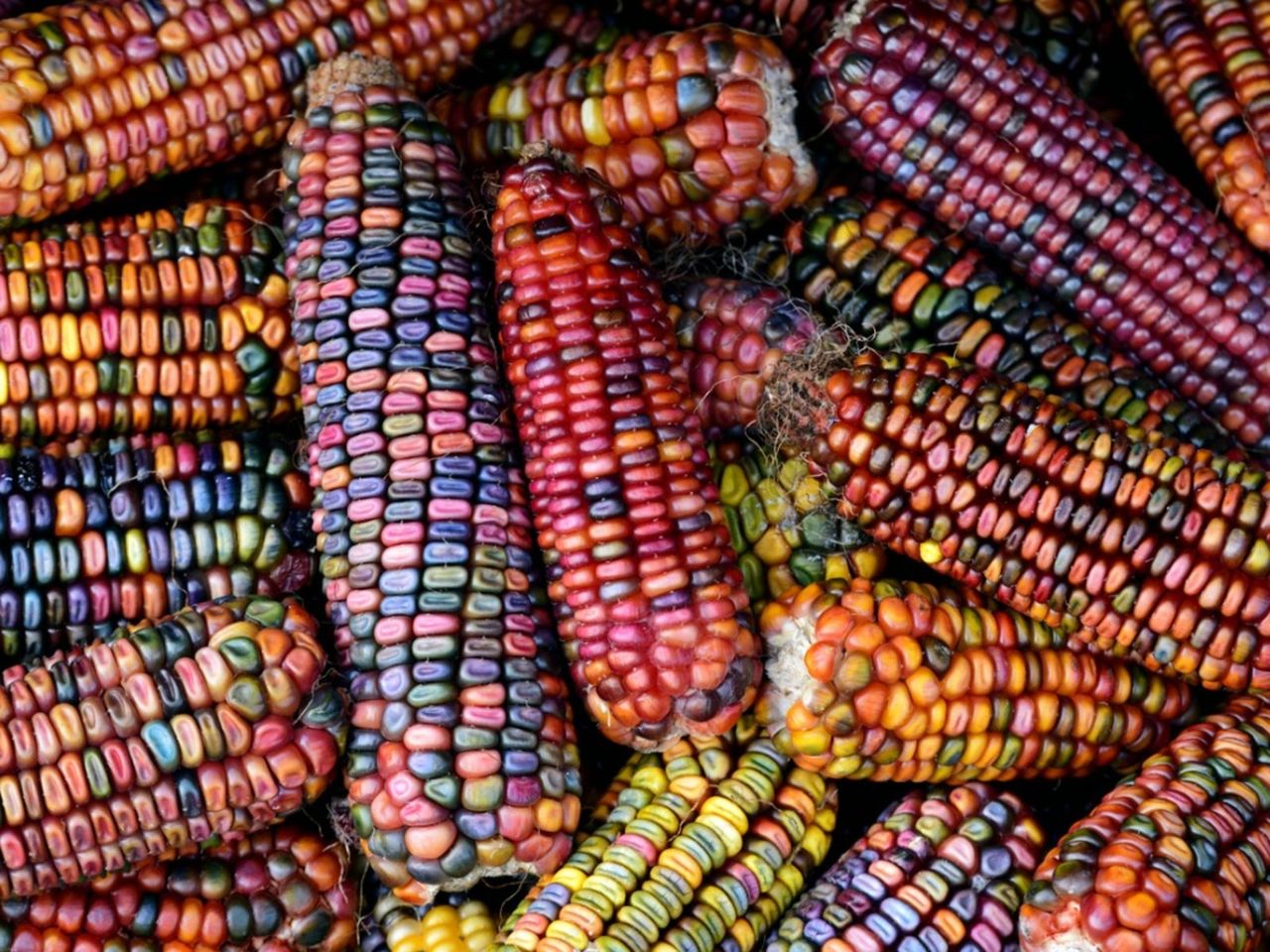 Colorful Ornamental Corn Plants