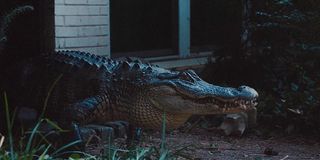 The Alligator Man's alligator on Atlanta