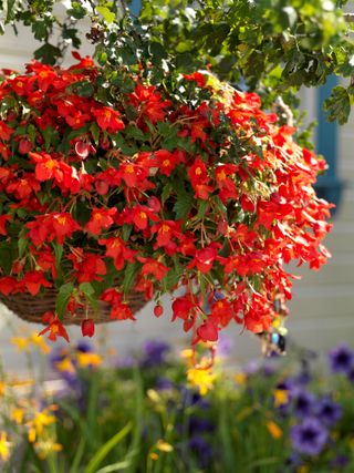 hanging basket ideas: red flowers