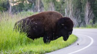 American bison standing beside road