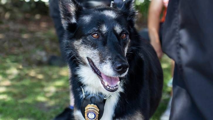 K-9 Ruby who inspired Netflix&#039;s Rescued by Ruby film