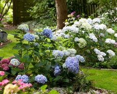 white, pink and blue hydrangeas growing in garden beds