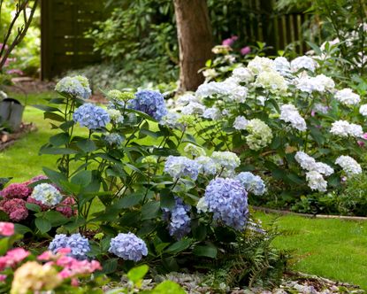 white, pink and blue hydrangeas growing in garden beds