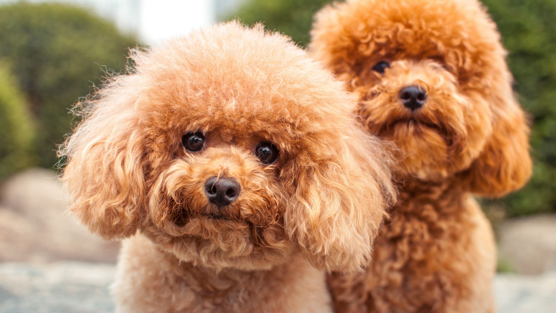 Two fluffy poodles with floppy ears