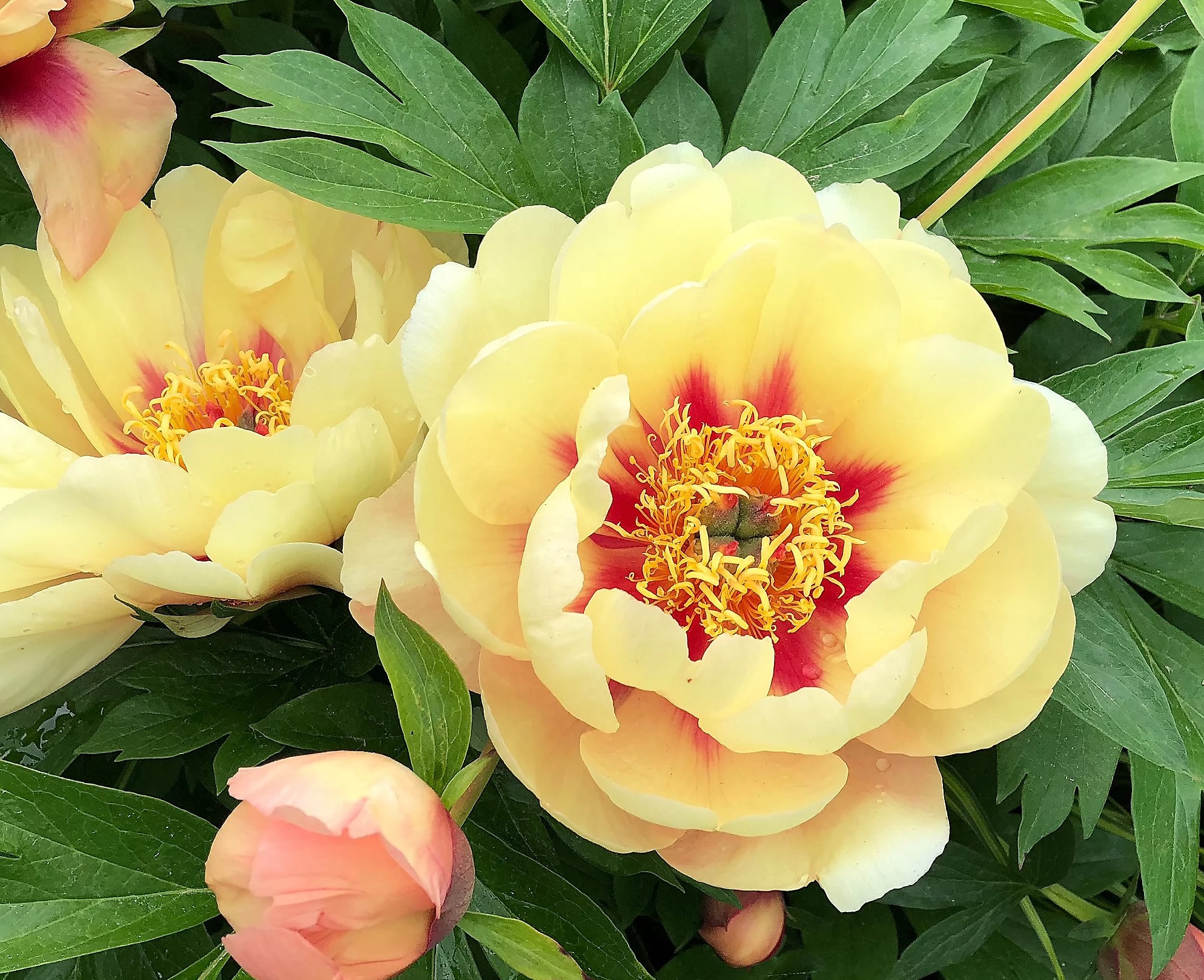 Roberta's 1-Piece Itoh Hybrid Peony Live Plant