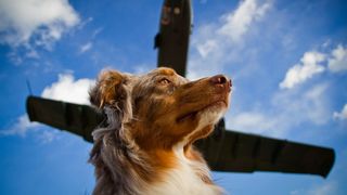 A dog with a passenger jet flying above him