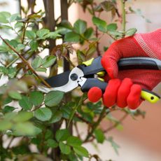 pruning roses with secateur