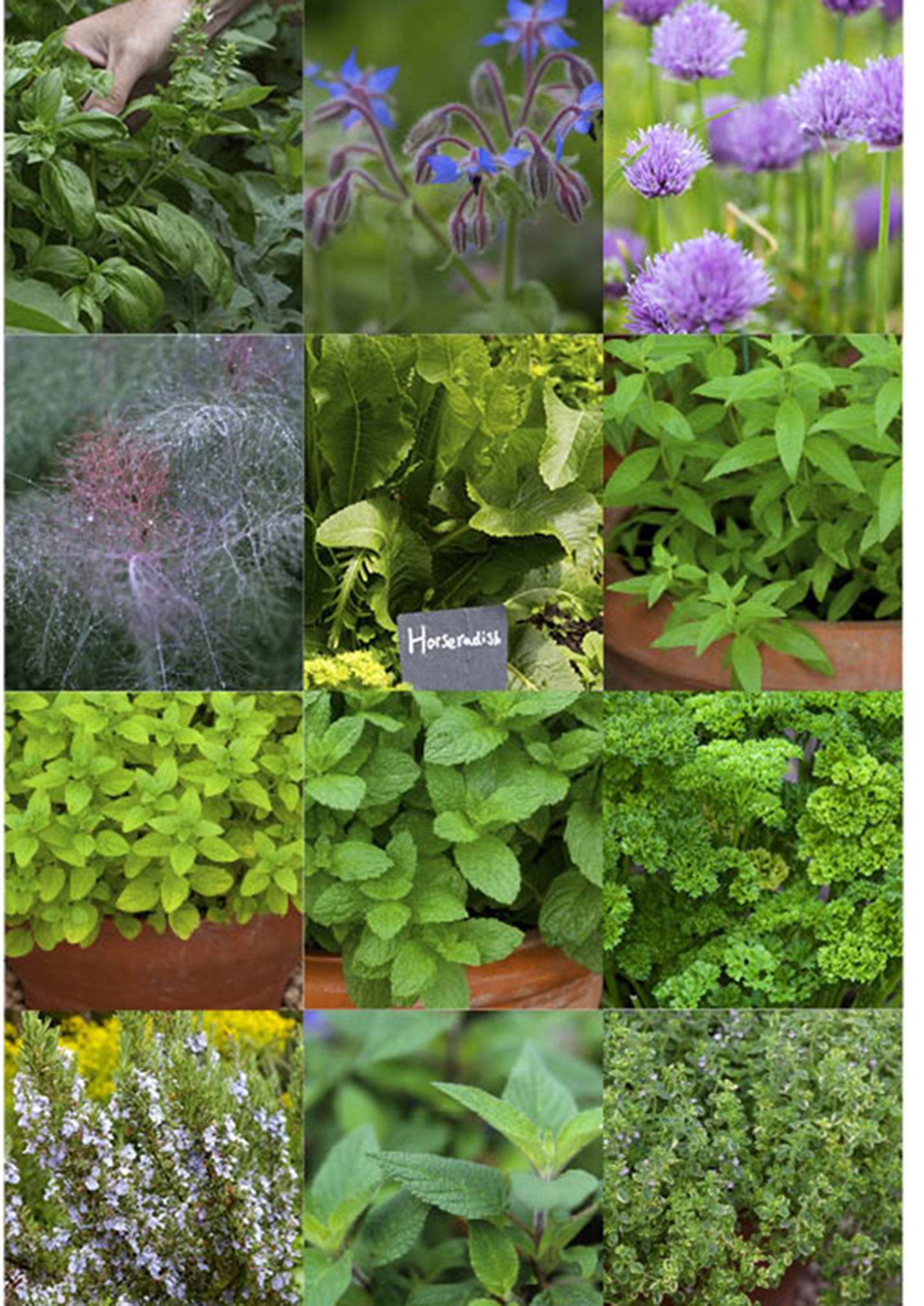 Herb Garden: Planting Ideas And Advice On How To Grow Herbs | Real Homes