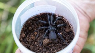 a large black sydney funnel web spider in a white plastic container with soil