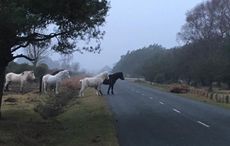 new-forest-scene-of-accident.jpg