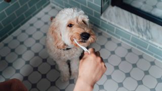 owner brushing dog&#039;s teeth with one of the best toothbrush for dogs 