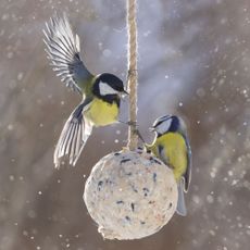 Great tit and blue tit eating from fat ball birdfeeder