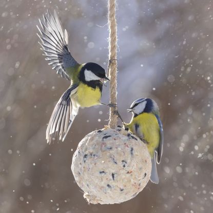Great tit and blue tit eating from fat ball birdfeeder