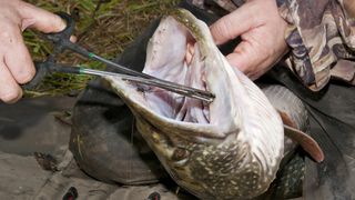 How to unhook pike - a recently caught pike being unhooked