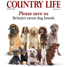 dogs on Country Life 26 March 2025