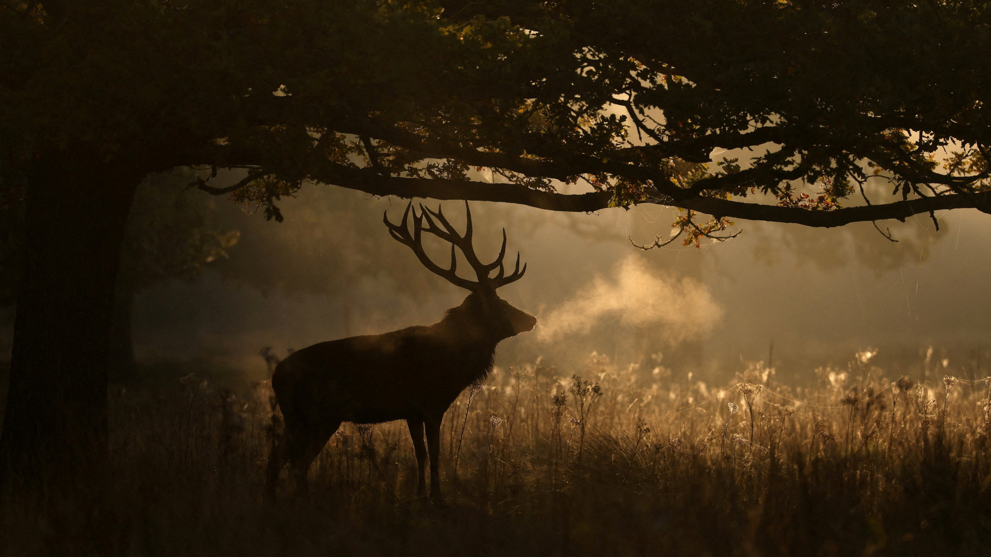 A deer