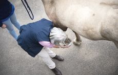 Nerve blocks in horses are often used as part of a lamness examination, which may also include flexion tests