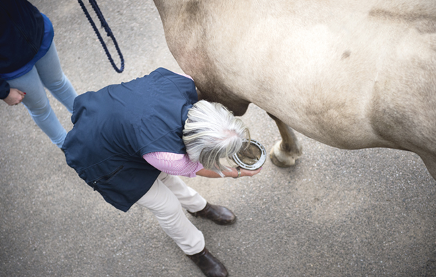 Nerve blocks in horses are often used as part of a lamness examination, which may also include flexion tests
