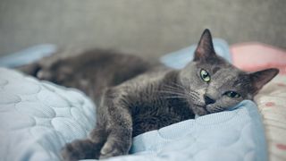 A Russian blue cat lying on their side on a light blue blanket