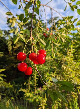 Cherries hanging from a tree in a garden