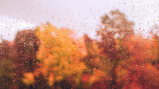 window with condensation and autumnal brown trees in the background