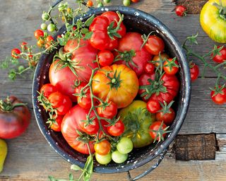 Freshly picked tomatoes of different varieties in bowl