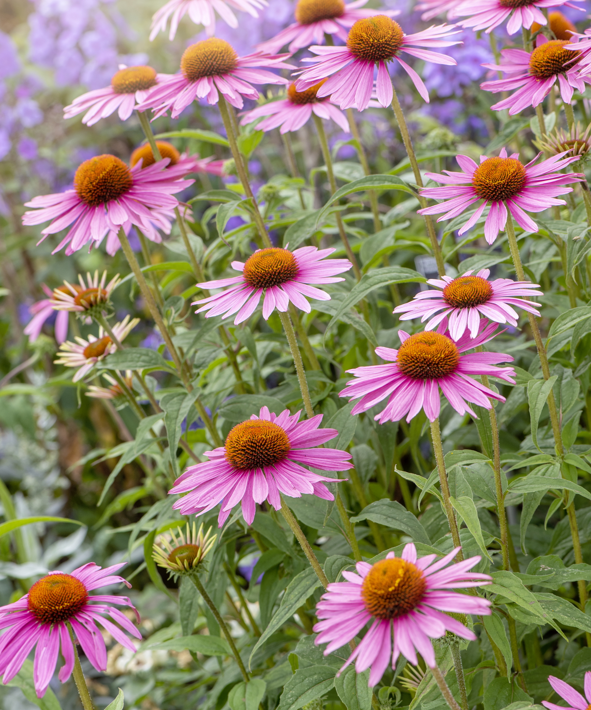 The pinkish-purple blooms and golden centres of purple coneflowers up close