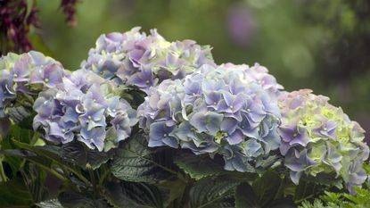 Blue hydrangea bloom