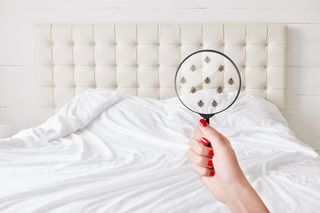 A person uses a magnifying glass to spot bed bugs on a mattress
