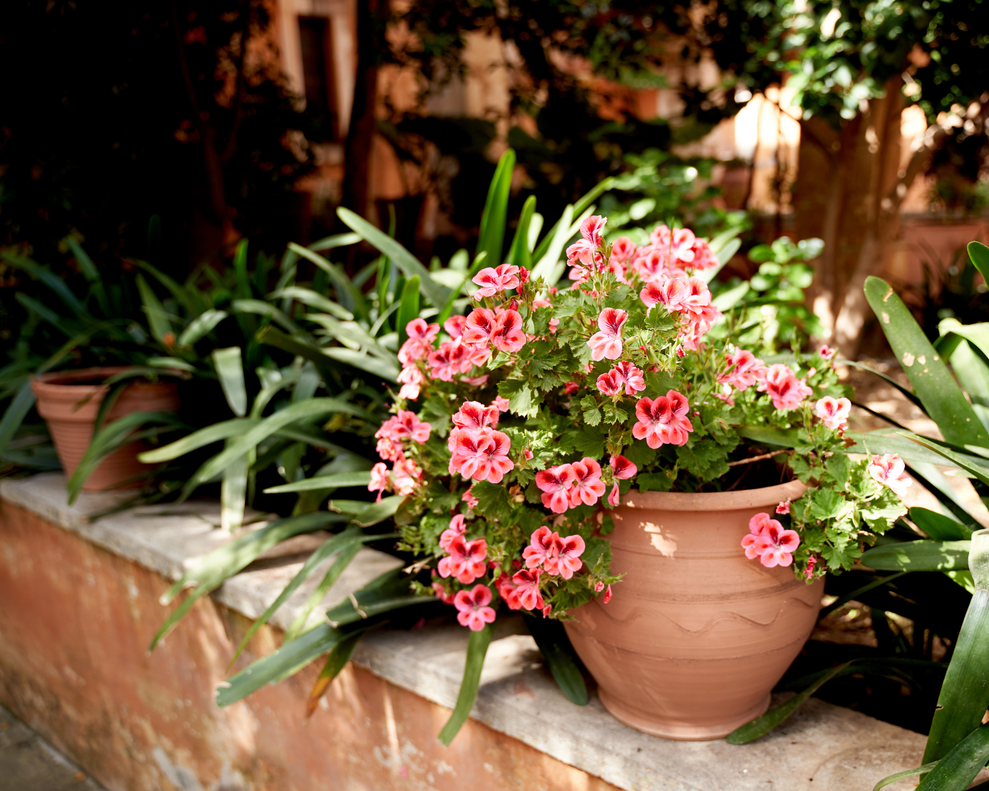pelargonium growing in terracotta pot