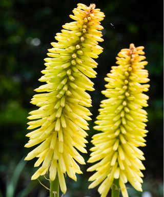 Red hot poker